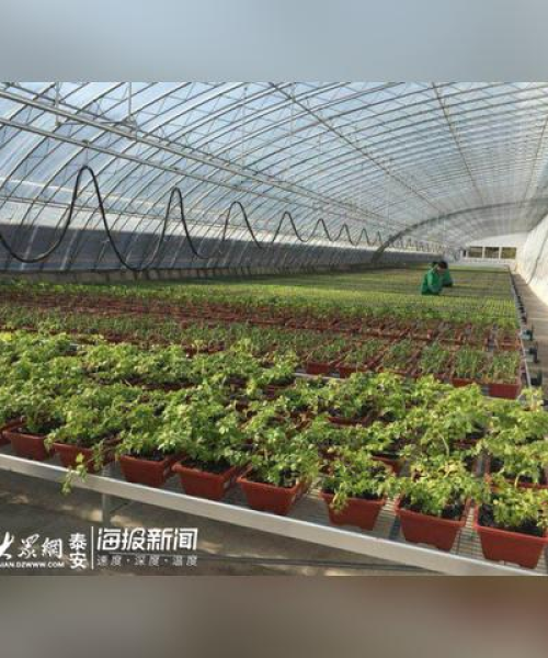 山东网站排名公司，探寻行业领军者的秘密武器