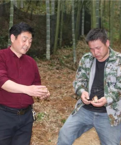 竹荪今日行情最新消息