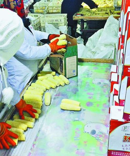 国储粮食最新消息今日行情
