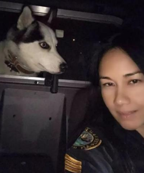 国内街头警犬排名前十名