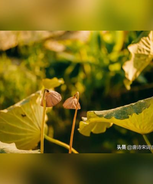 霜打不死励志语录