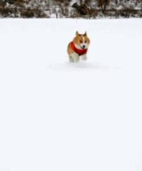 今日淄博大雪最新消息视频报道，淄博迎来强降雪天气