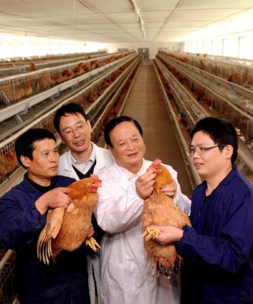 河南今日最新羊价行情分析