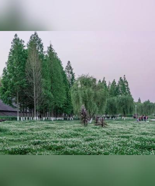 南充市评选市花结果揭晓，最新消息与深度分析
